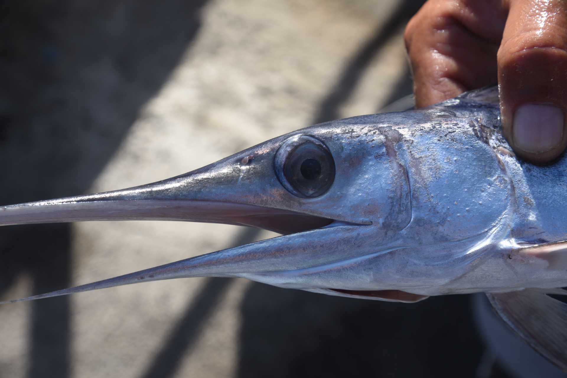 Incredibile: un piccolo di pesce spada nel Canale dei Pescatori